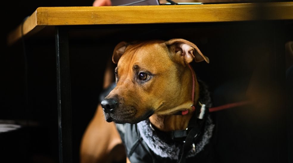 Un perro muestra signos de miedo y estrés ante un ruido fuerte, como puede ocurrir durante una tormenta o al escuchar petardos.