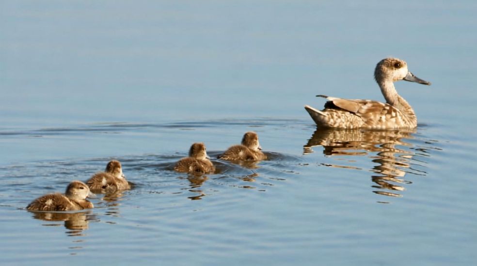 Crías de Cerceta Pardilla en la Albufera