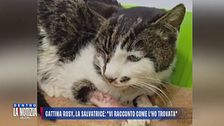La storia di Rosy, la gattina sopravvissuta alle torture