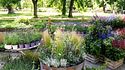 Passione giardino: come allenare il pollice verde in cinque mosse 