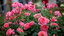 Orticola 2026, Festa delle Rose e Chelsea Flower Show: maggio è il mese dei giardini