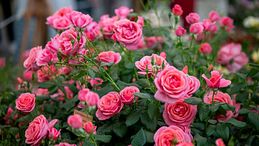 Orticola 2026, Festa delle Rose e Chelsea Flower Show: maggio è il mese dei giardini