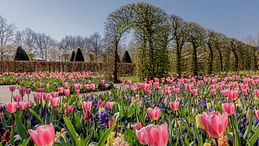 Mostre e festival floreali 2026: i più belli da vedere in Europa 