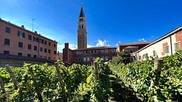 Vigneti urbani e vendemmia in città: tra storia, cantine metropolitane e innovazione