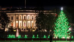 Come ispirarsi agli alberi di Natale più iconici di sempre