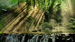 Nel silenzio del bosco: il ritorno del forest bathing, il lusso lento che cura l’anima