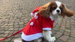 Regali di Natale per animali: i più belli e chic del 2025