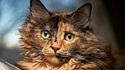 Gatos carey: curiosidades y características