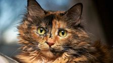 Gatos carey: curiosidades y características