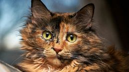Gatos carey: curiosidades y características