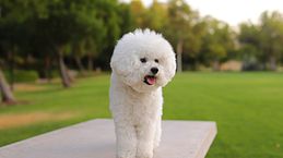 7 razas de perros para personas alérgicas