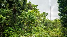 Así es El Yunque, el único bosque tropical lluvioso de EEUU: una parada obligatoria en Puerto Rico