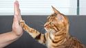 Enseña a tu gato a dar la pata