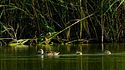 El ave que necesita a la Albufera