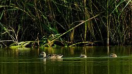 El ave que necesita a la Albufera