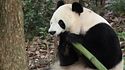 Ping Ping y Fu Shwongh, los osos que China ha prestado a EEUU ya están en su nuevo hogar
