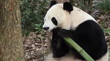 Ping Ping y Fu Shwongh, los osos que China ha prestado a EEUU ya están en su nuevo hogar