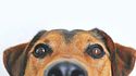 Diabetes en perros: señales de alerta