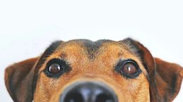 Diabetes en perros: señales de alerta