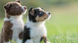 Cómo empezar a adiestrar a un cachorro