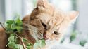 Plantas tóxicas para gatos