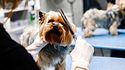 Peluquería canina: claves para cuidar a tu perro