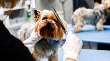 Peluquería canina: claves para cuidar a tu perro