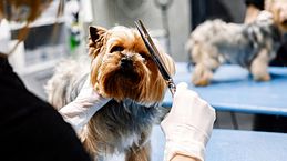 Peluquería canina: claves para cuidar a tu perro