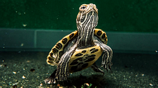 Cuidados de tortugas de agua