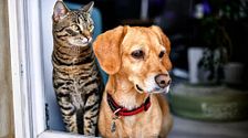 Enfermedades entre perros y gatos