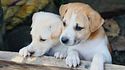 Guía para desparasitar a un cachorro: cuándo hacerlo y qué señales vigilar 