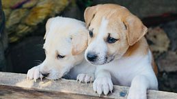 Guía para desparasitar a un cachorro: cuándo hacerlo y qué señales vigilar 