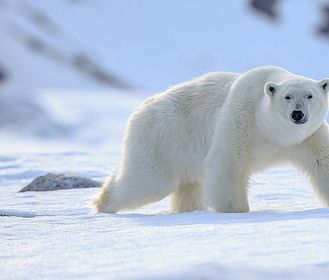 Predatori e prede - L'eterna sfida: orsi polari