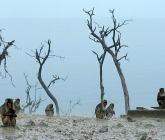 Superconnessi - Le reti sociali degli animali