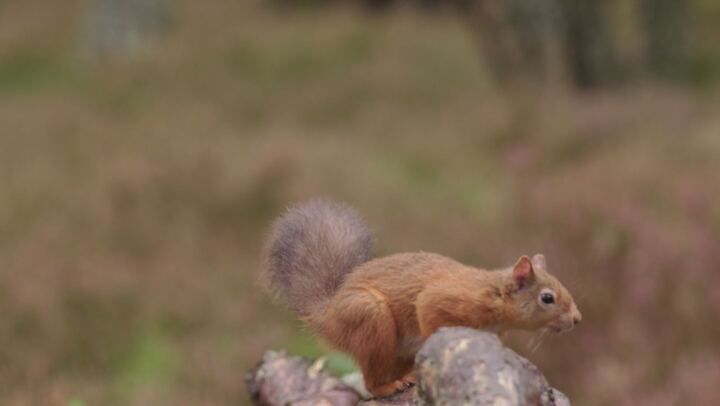 Scozia: Natura selvaggia per quattro stagioni