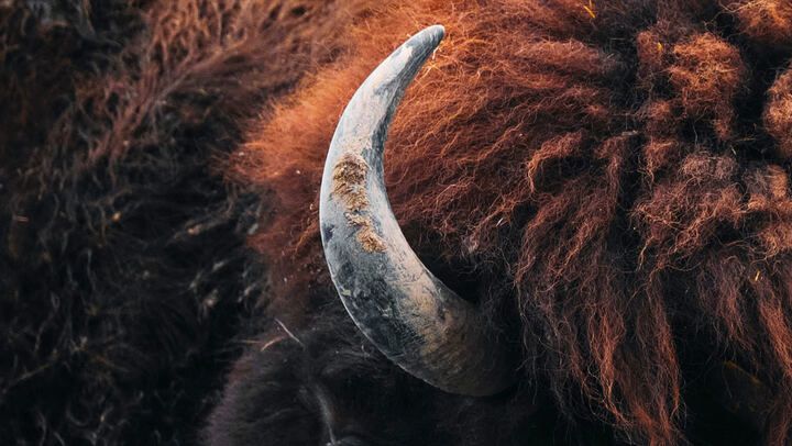 Green storytellers - Into the wild