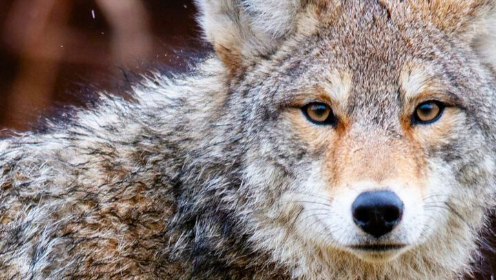 Green storytellers - Into the wild