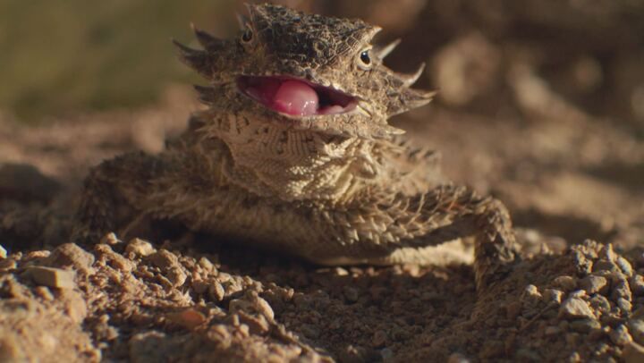 Alla scoperta dei parchi nazionali del Nord America