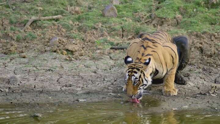 Into the wild: india