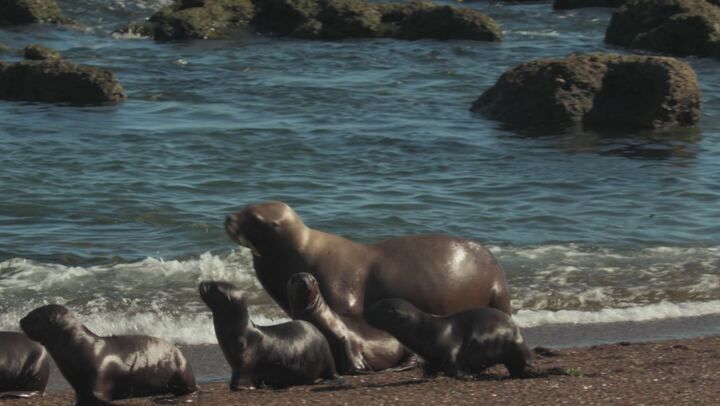 New kids in the wild