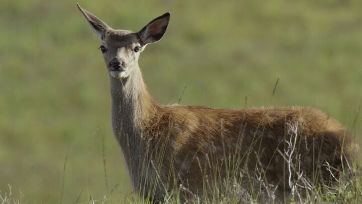 Scozia: Natura selvaggia per quattro stagioni