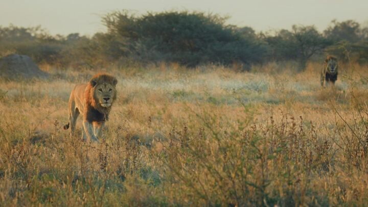 Predatori e prede - L'eterna sfida