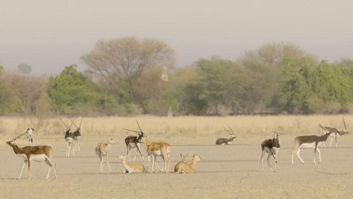 Into the wild: india