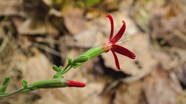 Alla scoperta dei parchi nazionali del Nord America