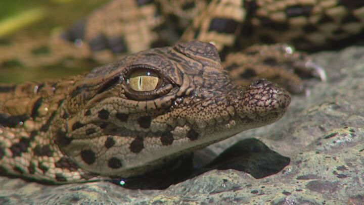 Predatori e prede - L'eterna sfida