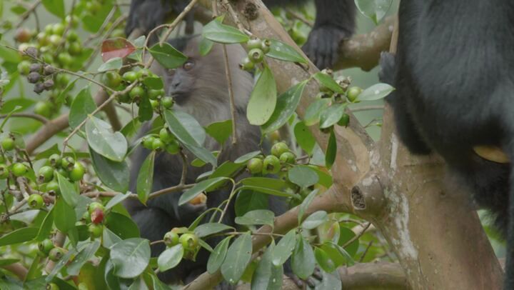 Into the wild: india