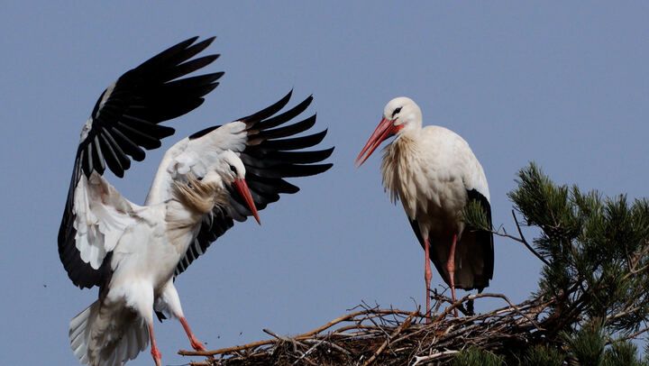 Animali: alleanze strategiche