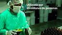 Programa 447