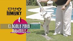 Programa 190