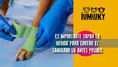Programa 255